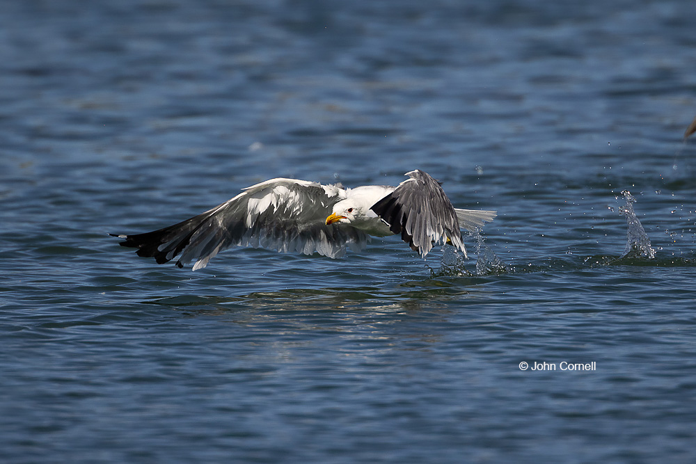 Flying Bird;Larus occidentalis;One;Photography;Western Gulll;action;active;aloft;avifauna;behavior;bird;birds;color image;color photograph;feather;feathered;feathers;flight;fly;flying;in flight;motion;movement;natural;nature;one animal;outdoor;outdoors;soar;soaring;wild;wilderness;wildlife;wing;winged;wings